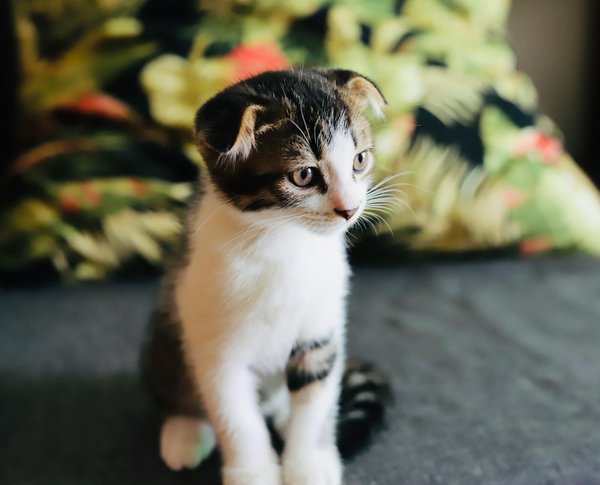 Quels sont les critères pour choisir une cage adaptée à un perroquet de Jardine ?
