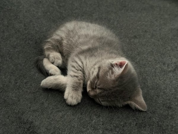 Quel est l'animal qui dort le plus au monde ?