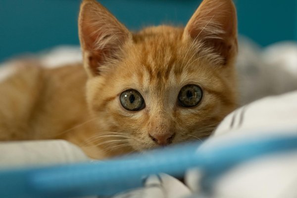 Quels sont les meilleurs moyens de prévenir l'obésité chez les animaux domestiques ?