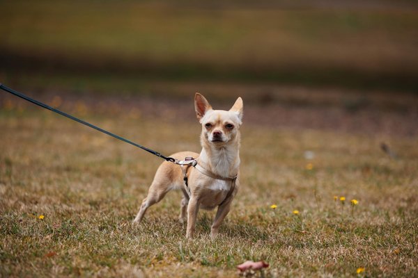 Comment préparer un chien à accepter le port d'un manteau ou de chaussures en hiver ?