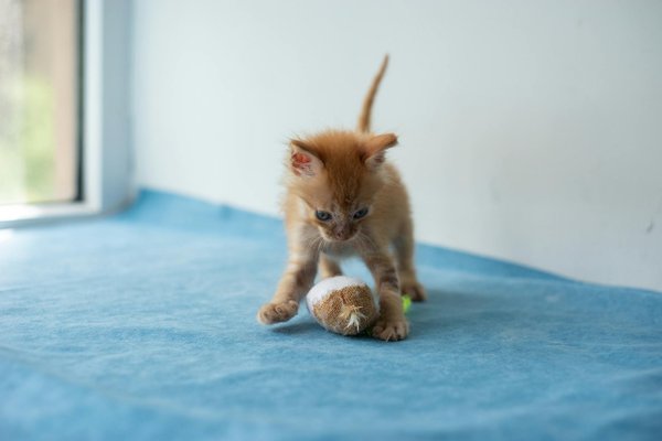 Choisir la meilleure cage pour votre cochon d'inde