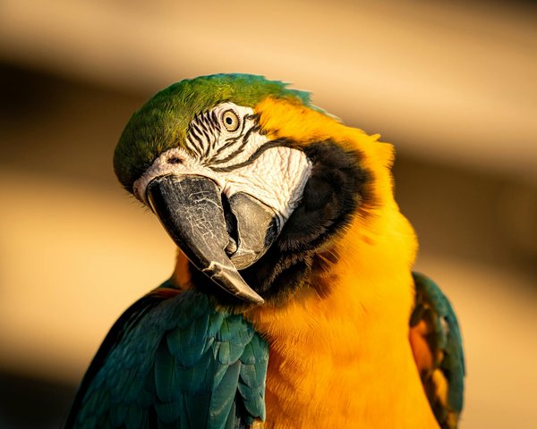 Quel est l'animal le plus timide du monde ?