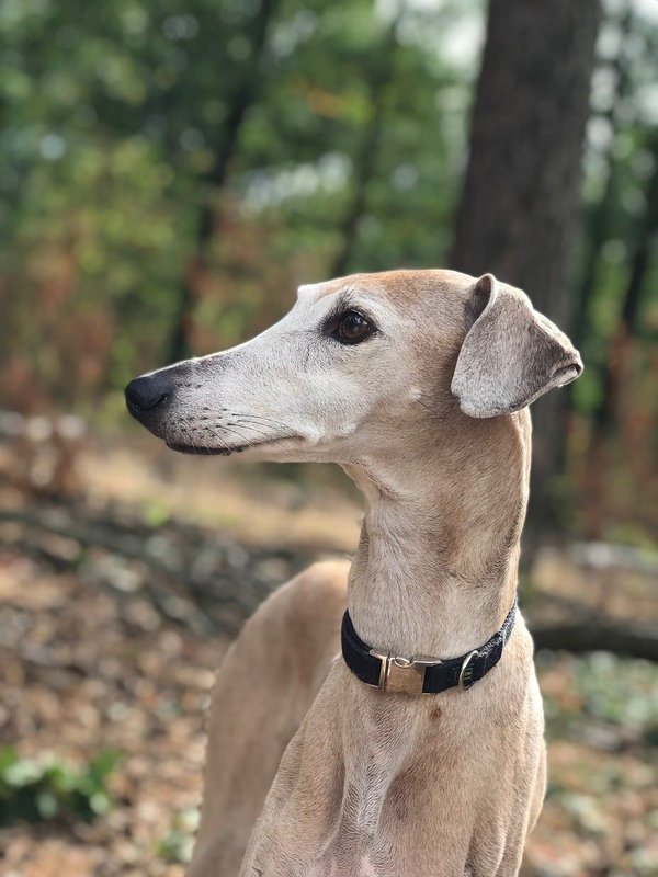 Zoom sur l'Azawakh, une race de chien méconnue