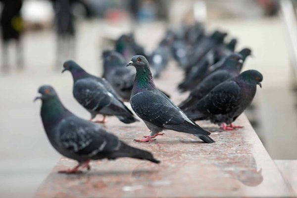 Invasion de pigeons : quelles solutions offrent les effaroucheurs ?