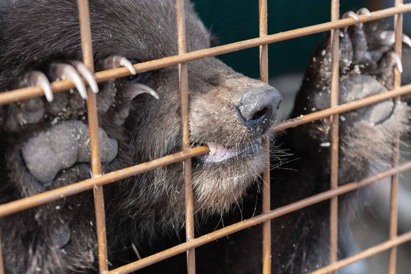 Comment décorer la volière extérieure ?