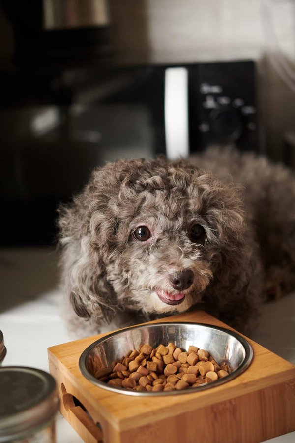 Comment bien choisir des croquettes pour vos chiens ?