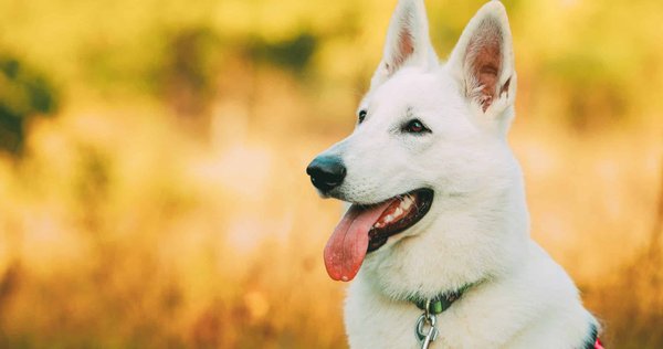 Elevage Berger Blanc Suisse en 2024