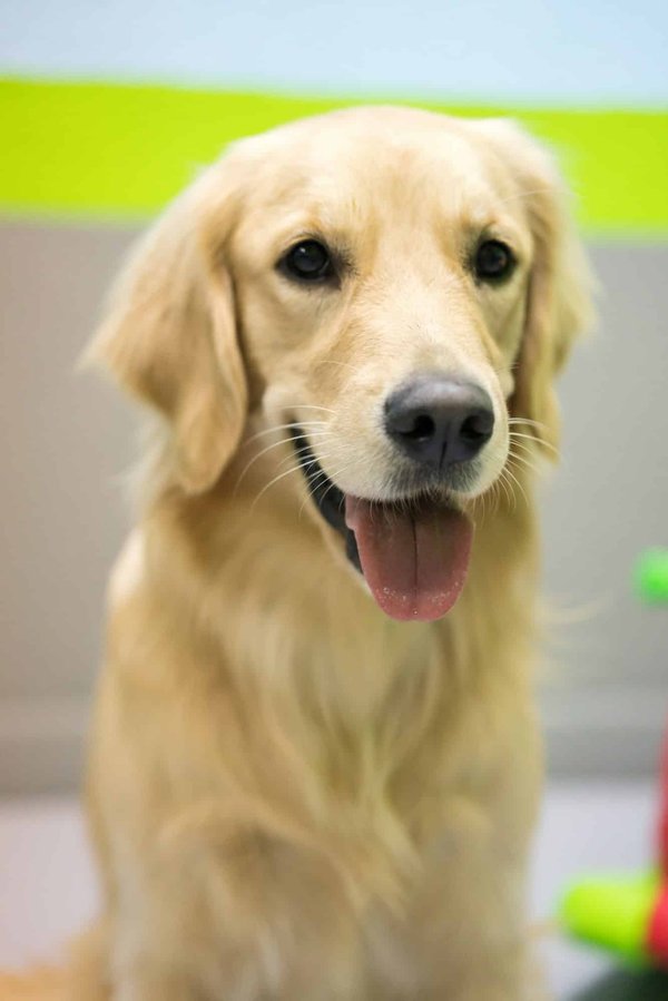 Trouvez la nourriture parfaite : Les meilleures croquettes pour votre Golden Retriever