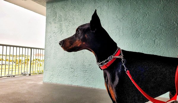 Quelle est l'utilité des colliers pour chiens ?