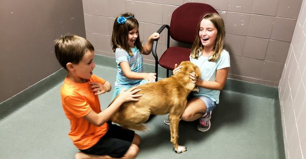 Adoption d'animaux : les principales conditions à remplir