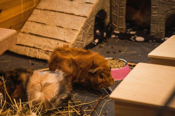 Créer un enclos idéal pour votre cobaye